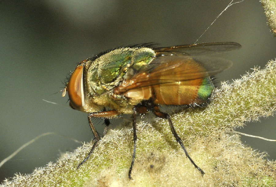 Muscidae? No, Calliphoridae: maschio di Rhyncomya cfr. zernyana